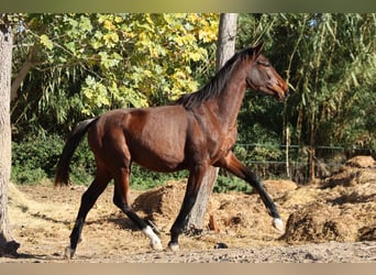 PRE Mix, Mare, 1 year, 14,2 hh, Brown