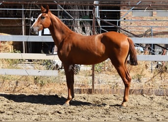 PRE Mix, Mare, 1 year, 14,2 hh, Chestnut-Red