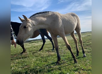 PRE, Mare, 1 year, 14,2 hh, Dun