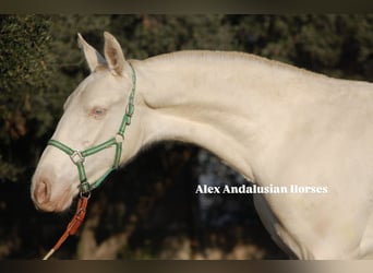 PRE, Mare, 1 year, 14,2 hh, Perlino