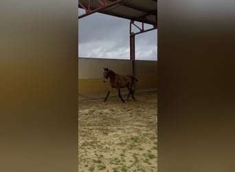 PRE, Mare, 1 year, 14,3 hh, Brown