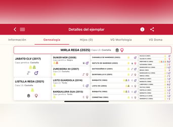 PRE, Mare, 1 year, 14,3 hh, Brown