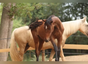 PRE Mix, Mare, 1 year, 14,3 hh, Brown