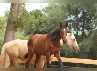 PRE Mix, Mare, 1 year, 14,3 hh, Brown