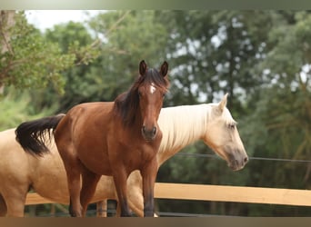 PRE Mix, Mare, 1 year, 14,3 hh, Brown