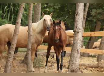 PRE Mix, Mare, 1 year, 14,3 hh, Brown