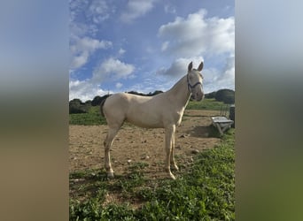 PRE Mix, Mare, 1 year, 14,3 hh, Pearl