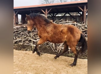 PRE Mix, Mare, 1 year, 15.1 hh, Brown