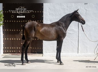 PRE Mix, Mare, 1 year, 15.1 hh, Brown