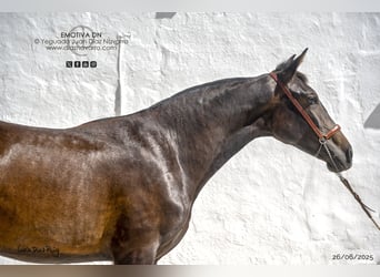 PRE Mix, Mare, 1 year, 15.1 hh, Brown