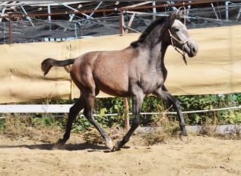 PRE, Mare, 1 year, 15.1 hh, Grey