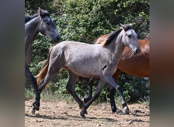 PRE Mix, Mare, 1 year, 15.1 hh, Grey
