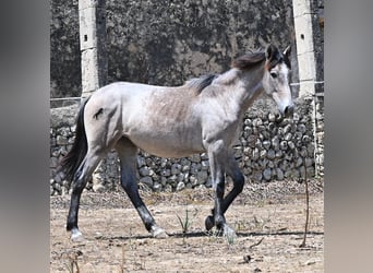 PRE Mix, Mare, 1 year, 15.1 hh, Grey
