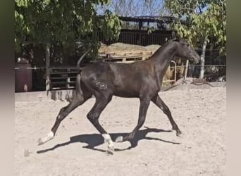 PRE Mix, Mare, 1 year, 15.2 hh, Black