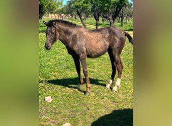 PRE Mix, Mare, 1 year, 15.2 hh, Black