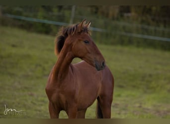 PRE Mix, Mare, 1 year, 15.2 hh, Brown