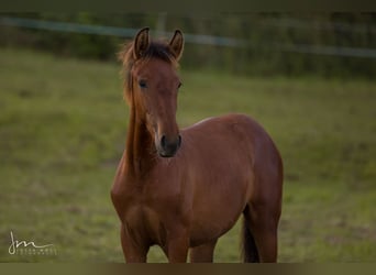 PRE Mix, Mare, 1 year, 15.2 hh, Brown