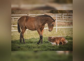 PRE, Mare, 1 year, 15,2 hh, Brown