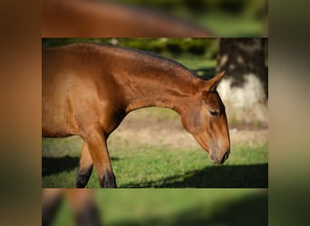 PRE, Mare, 1 year, 15,2 hh, Brown