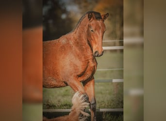 PRE, Mare, 1 year, 15,2 hh, Brown