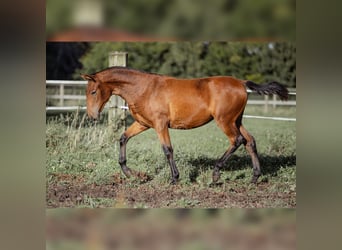 PRE, Mare, 1 year, 15,2 hh, Brown