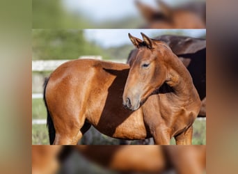 PRE, Mare, 1 year, 15,2 hh, Brown