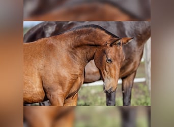 PRE, Mare, 1 year, 15,2 hh, Brown