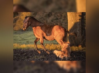 PRE, Mare, 1 year, 15,2 hh, Brown