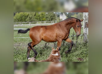 PRE, Mare, 1 year, 15,2 hh, Brown