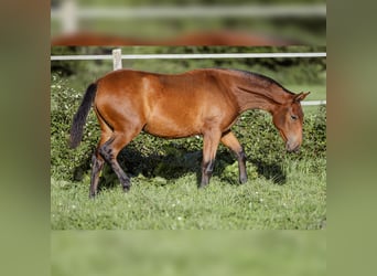 PRE, Mare, 1 year, 15,2 hh, Brown