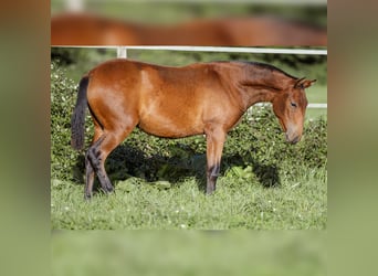 PRE, Mare, 1 year, 15,2 hh, Brown