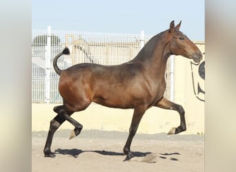 PRE Mix, Mare, 1 year, 15.2 hh, Brown