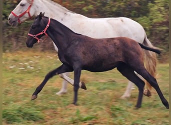 PRE, Mare, 1 year, 15.2 hh, Can be white