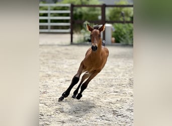 PRE, Mare, 1 year, 15.2 hh, Pearl