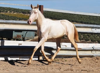 PRE, Mare, 1 year, 15.2 hh, Perlino