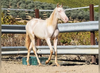 PRE, Mare, 1 year, 15.2 hh, Perlino