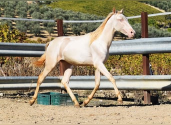 PRE, Mare, 1 year, 15.2 hh, Perlino