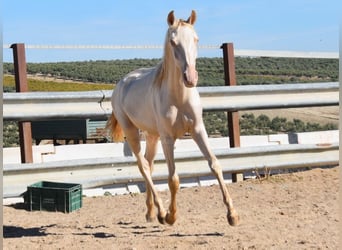 PRE, Mare, 1 year, 15.2 hh, Perlino