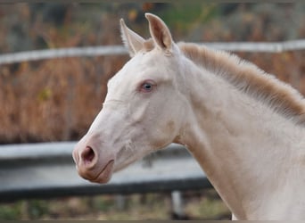 PRE, Mare, 1 year, 15,3 hh, Perlino