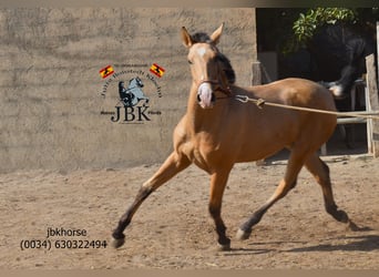 PRE, Mare, 1 year, 15 hh, Dun