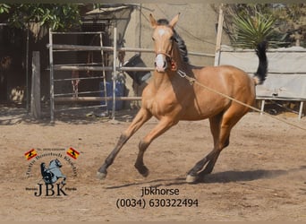 PRE, Mare, 1 year, 15 hh, Dun