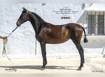 PRE Mix, Mare, 1 year, 15,1 hh, Brown