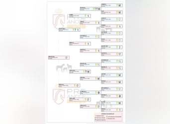 PRE Mix, Mare, 1 year, 15,1 hh, Brown