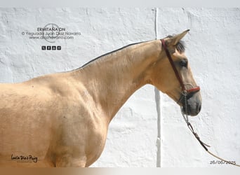 PRE Mix, Mare, 1 year, 15,1 hh, Dun