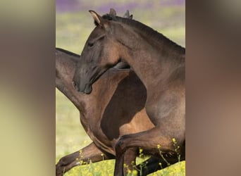 PRE Mix, Mare, 1 year, 15,2 hh, Black