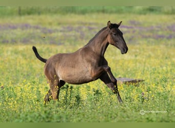 PRE Mix, Mare, 1 year, 15,2 hh, Black