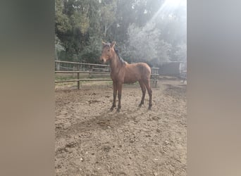 PRE, Mare, 1 year, 15,2 hh, Brown