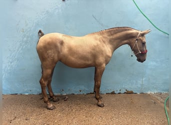 PRE Mix, Mare, 1 year, 15,2 hh, Champagne