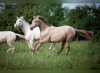 PRE Mix, Mare, 1 year, 15,2 hh, Champagne