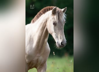 PRE Mix, Mare, 1 year, 15,2 hh, Champagne